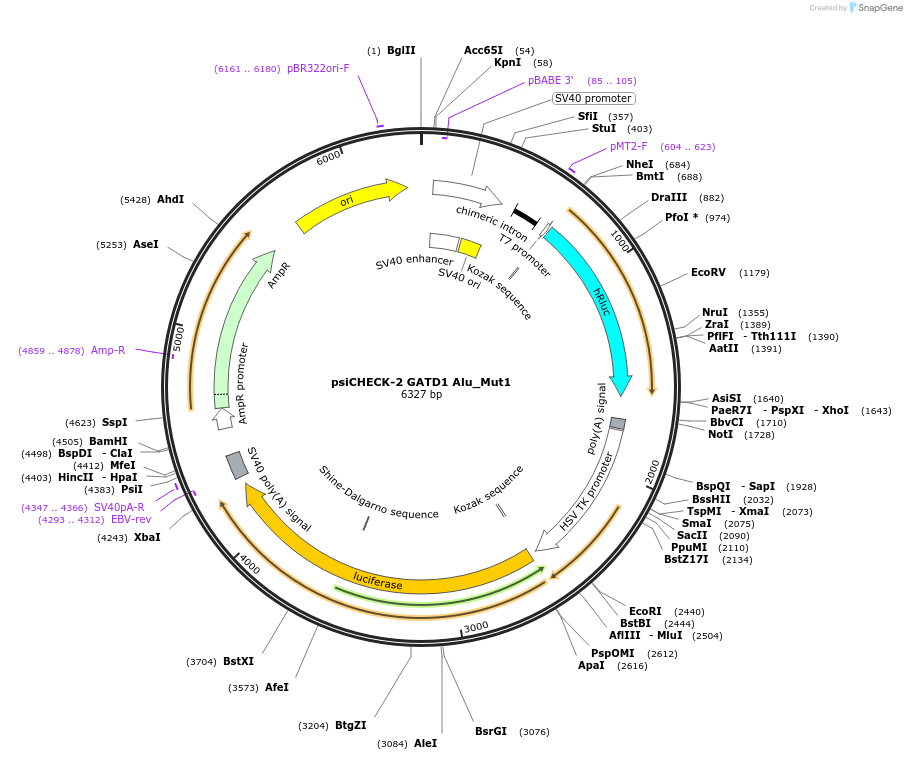 205470-plasmid-map-sequence-id-405463