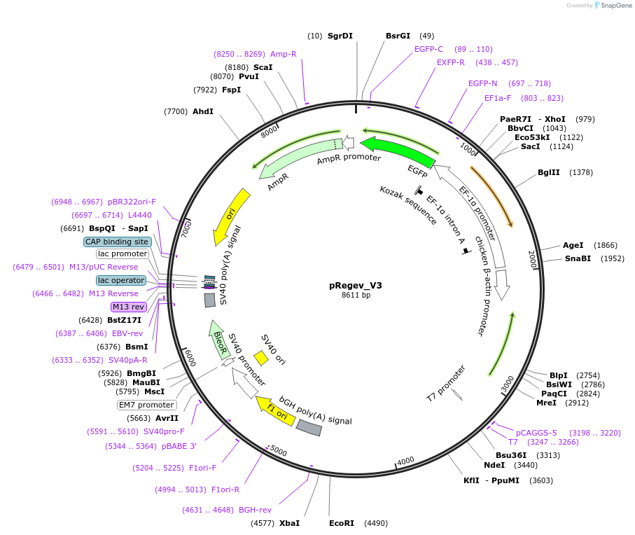 204145-plasmid-map-sequence-id-405464