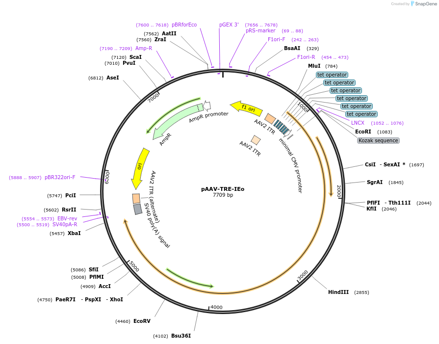 201992-plasmid-map-sequence-id-405468