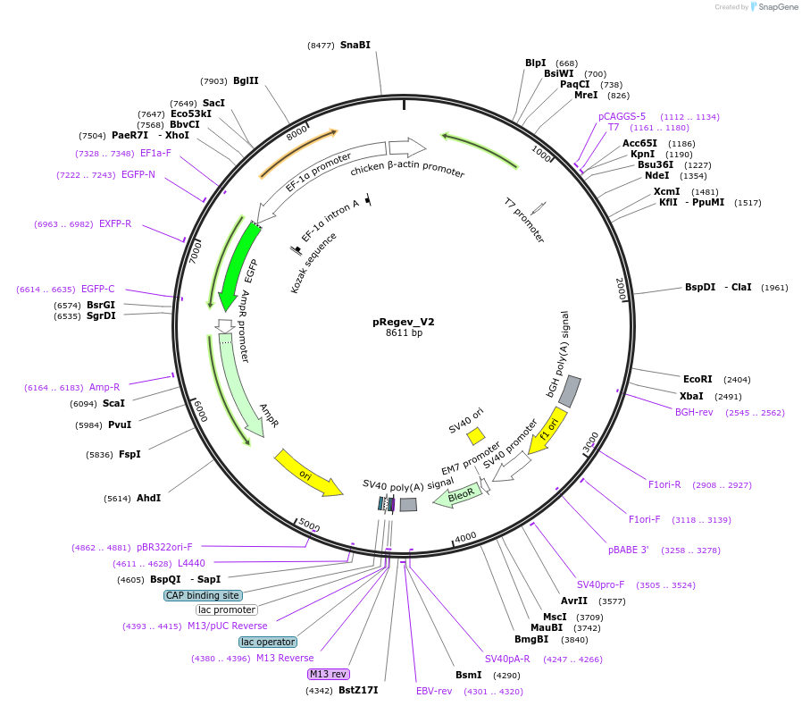 204144-plasmid-map-sequence-id-405477