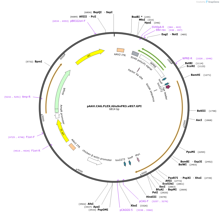 196218-plasmid-map-sequence-id-405482