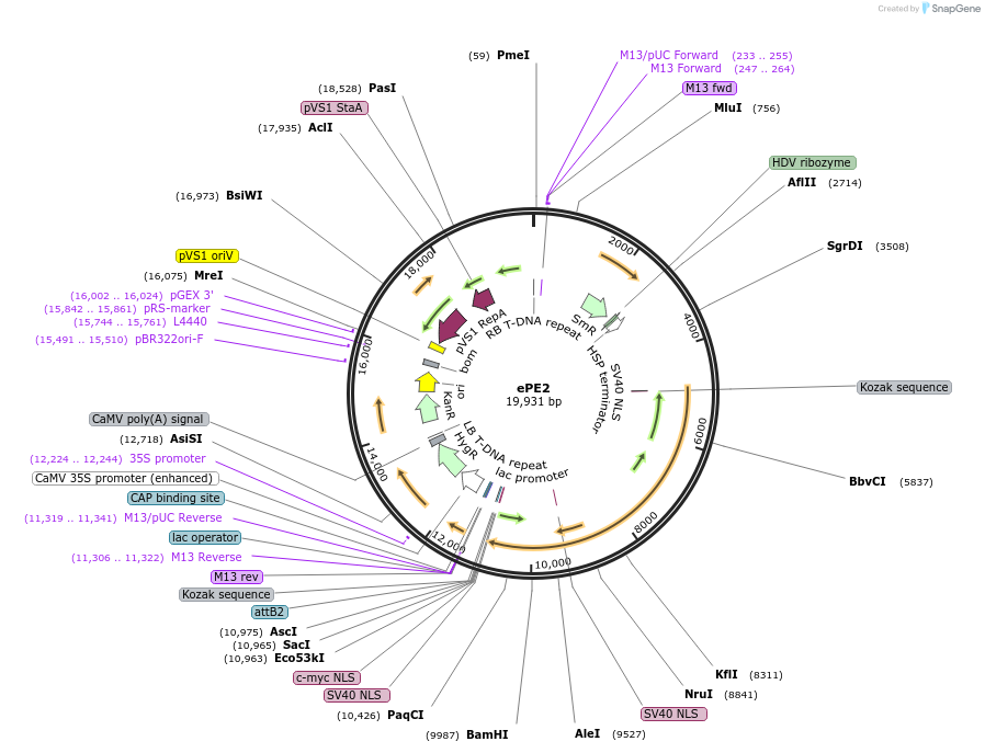 202029-plasmid-map-sequence-id-405487