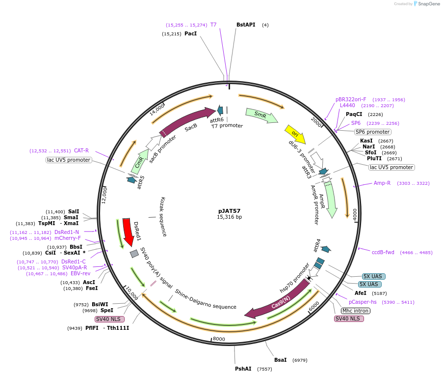 204303-plasmid-map-sequence-id-405488