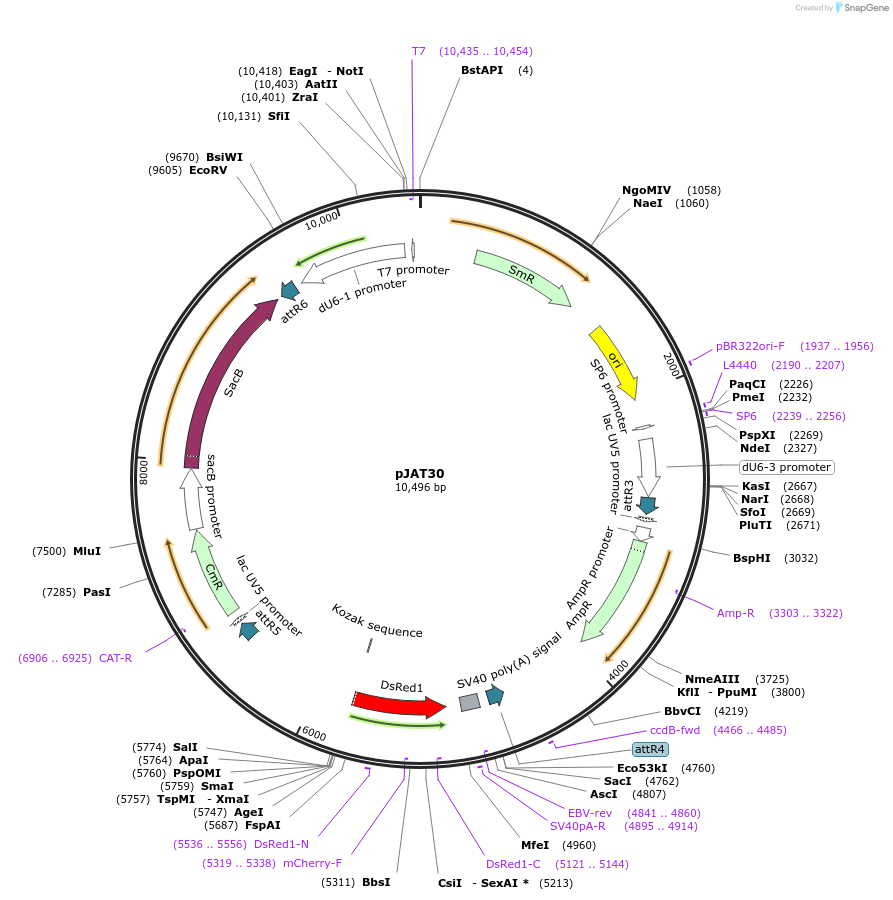 204294-plasmid-map-sequence-id-405490