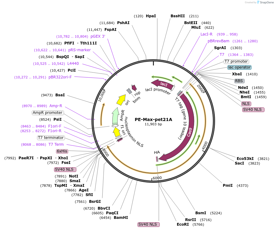 204471-plasmid-map-sequence-id-405498