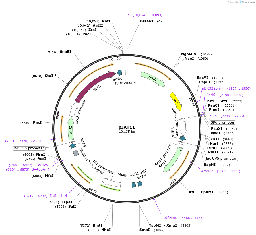204290-plasmid-map-sequence-id-405507