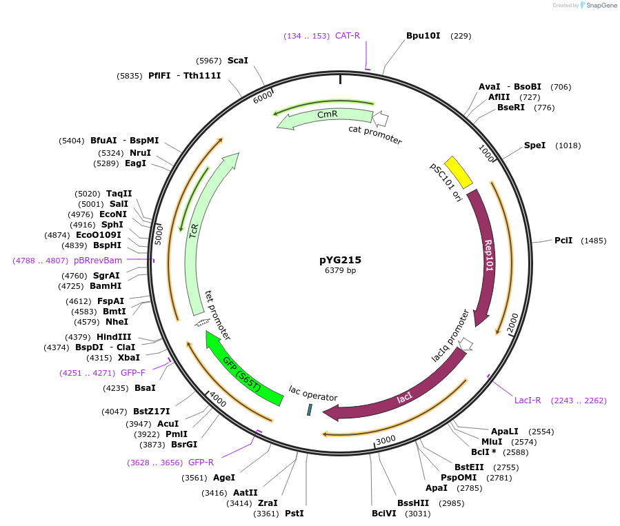 200837-plasmid-map-sequence-id-405511