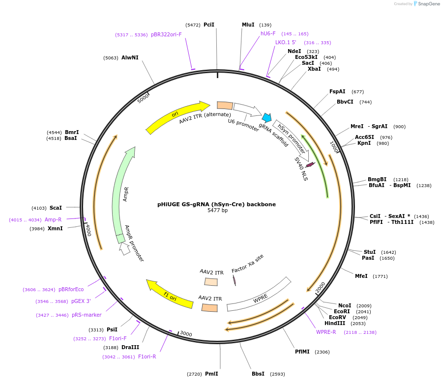 200368-plasmid-map-sequence-id-405512