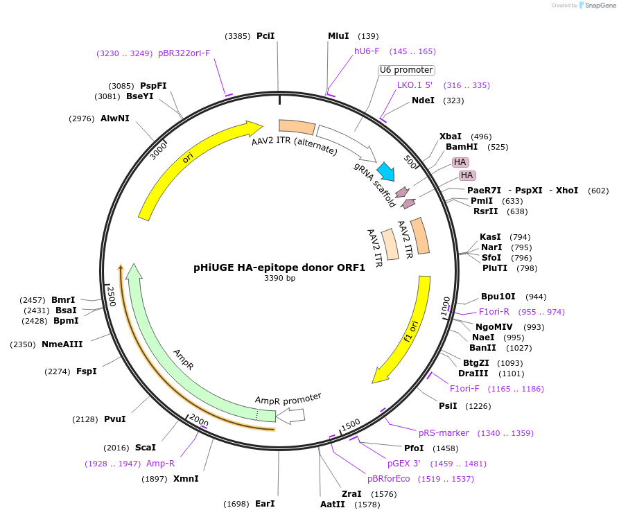 200372-plasmid-map-sequence-id-405513