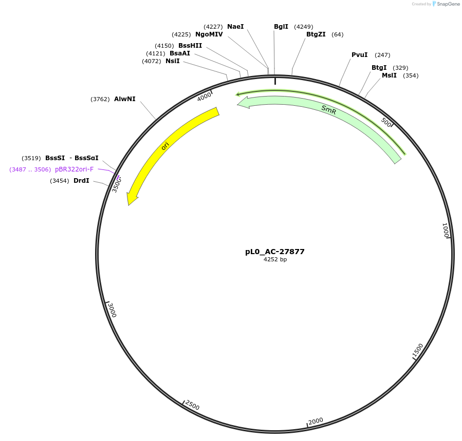 202110-plasmid-map-sequence-id-405522