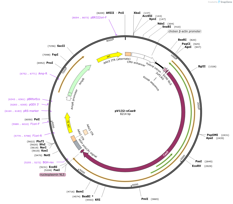 203223-plasmid-map-sequence-id-405523