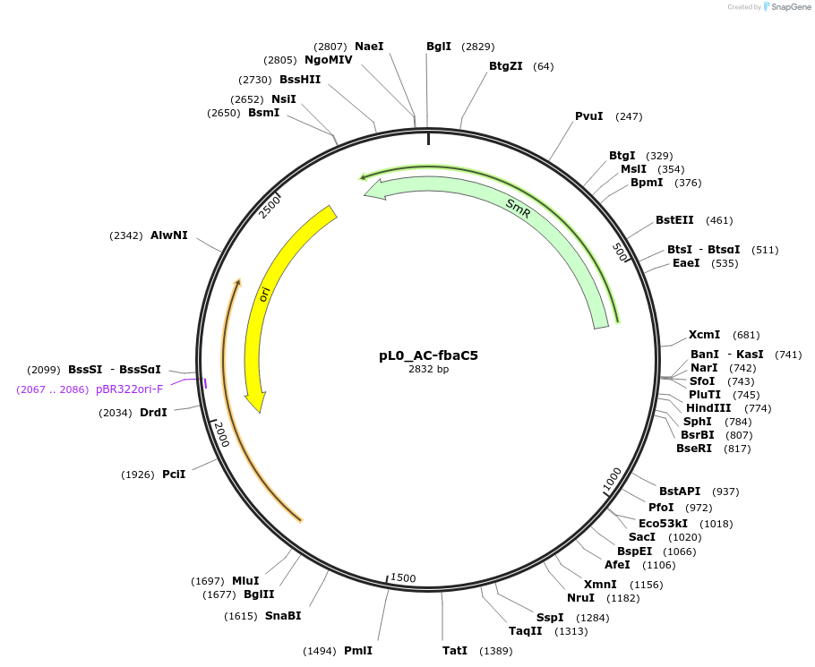 202111-plasmid-map-sequence-id-405524