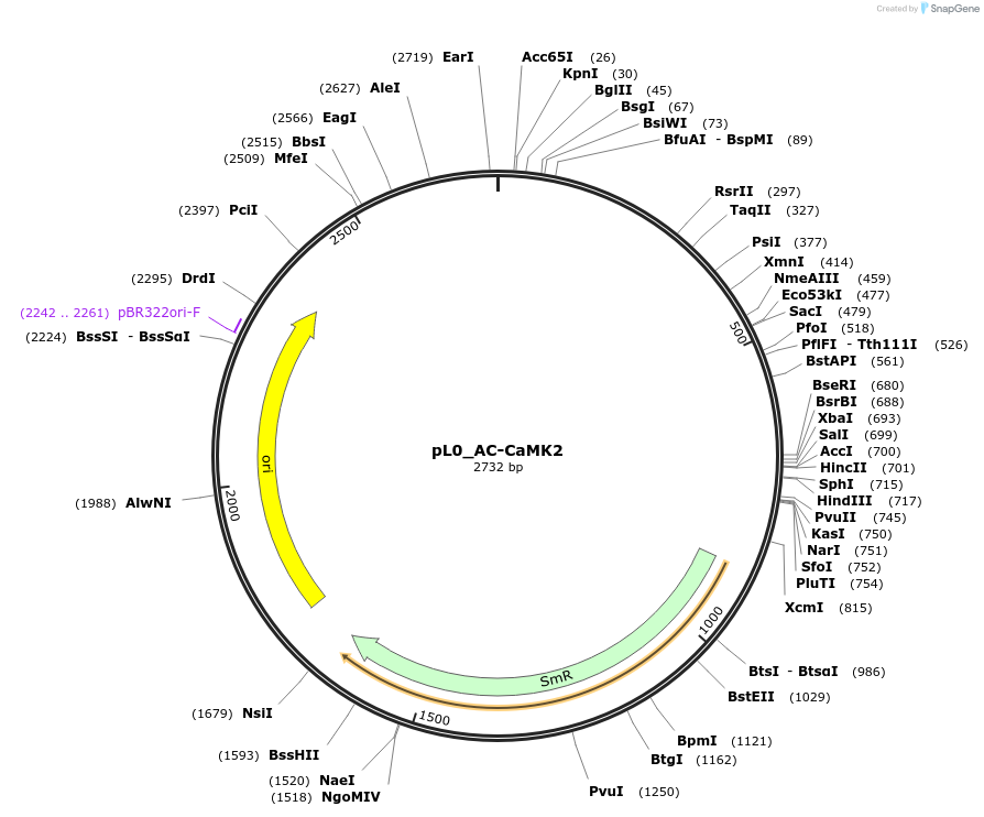 202112-plasmid-map-sequence-id-405525