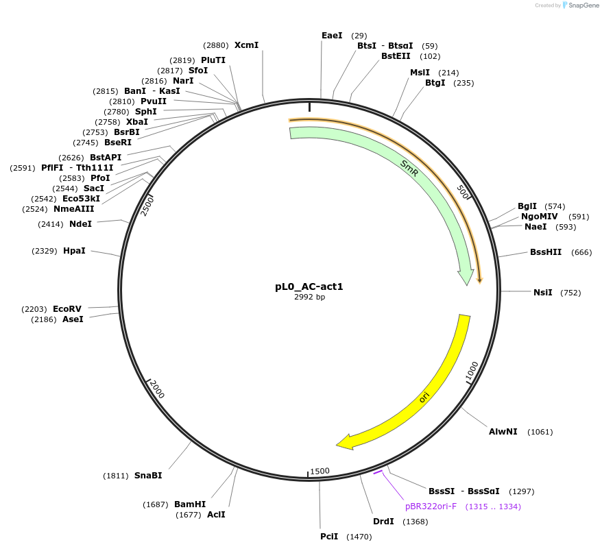 202113-plasmid-map-sequence-id-405526