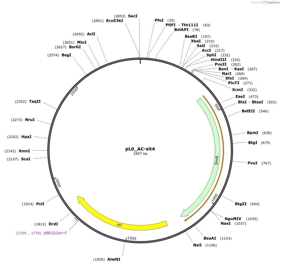 202114-plasmid-map-sequence-id-405527