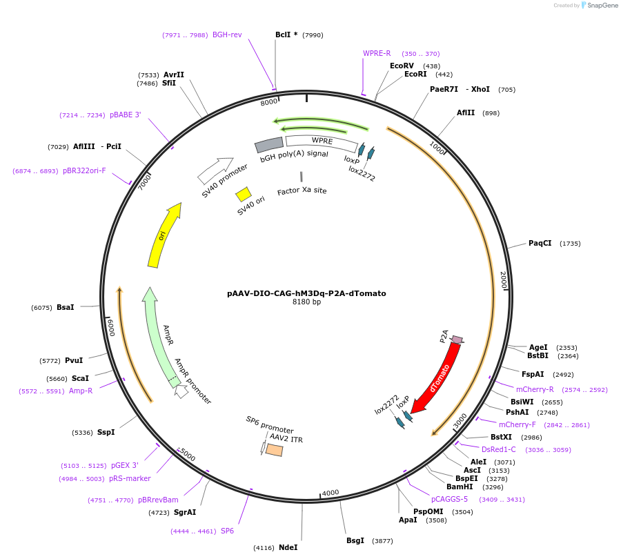 202036-plasmid-map-sequence-id-405528