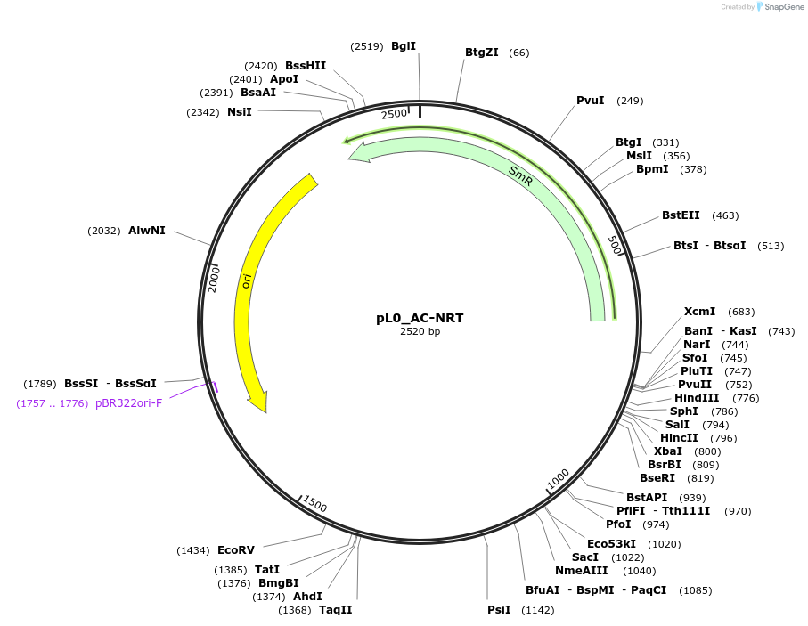 202115-plasmid-map-sequence-id-405529