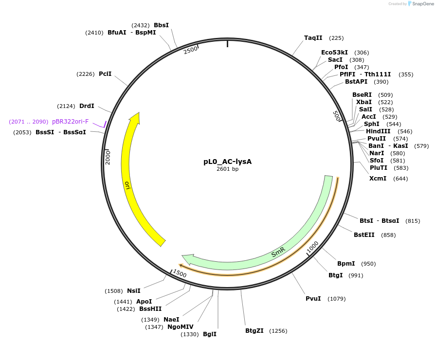 202117-plasmid-map-sequence-id-405531