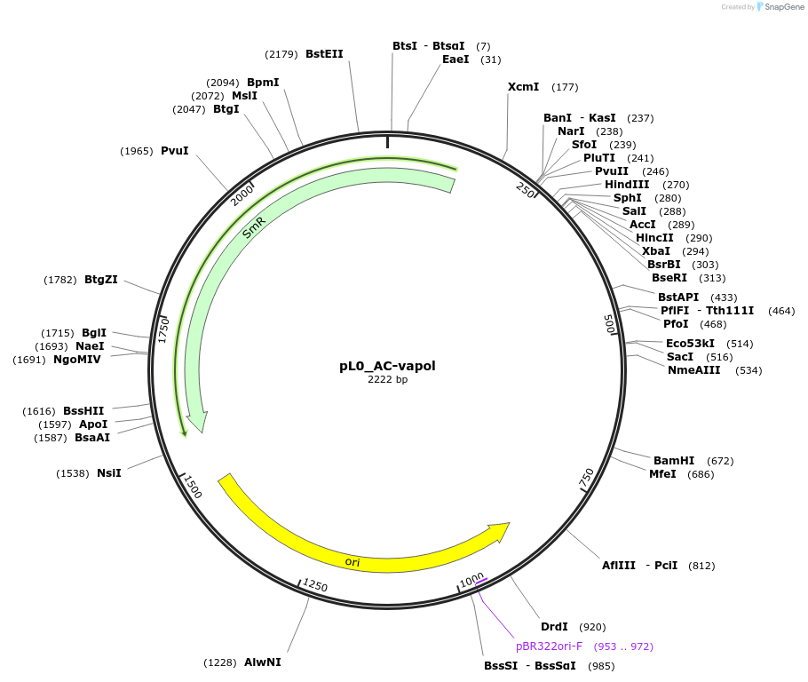 202118-plasmid-map-sequence-id-405533