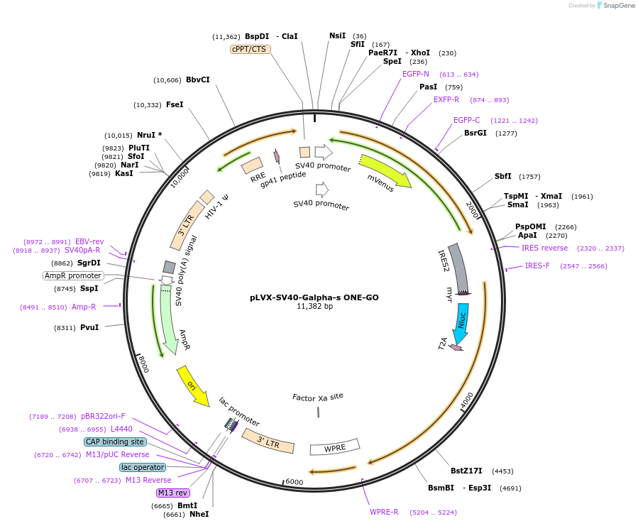 204327-plasmid-map-sequence-id-405534