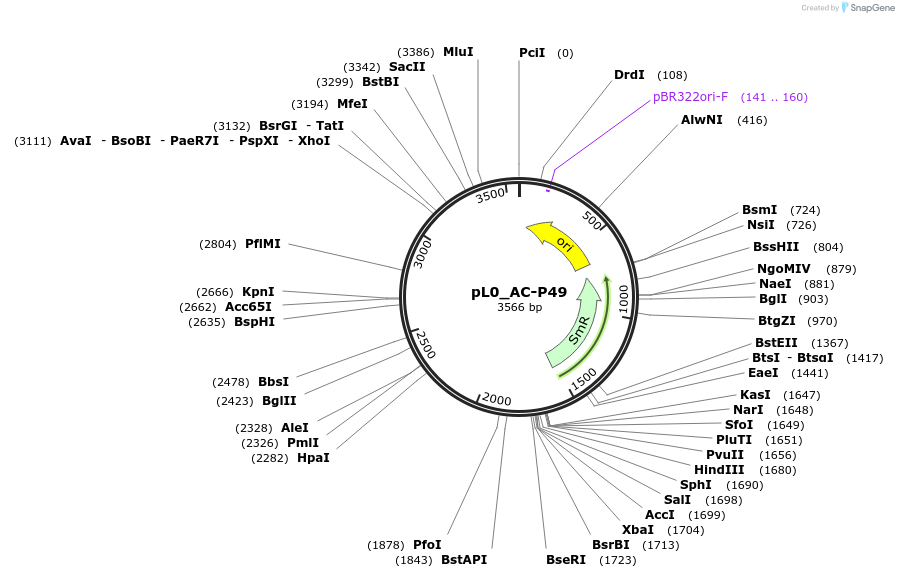 202120-plasmid-map-sequence-id-405536