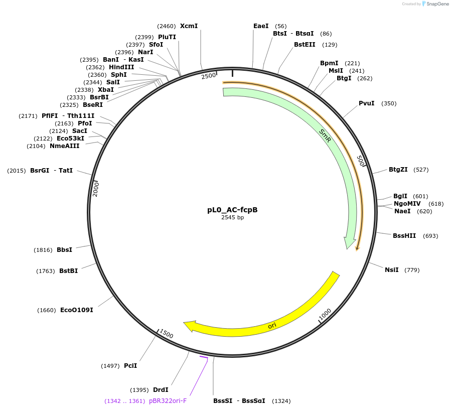 202121-plasmid-map-sequence-id-405537