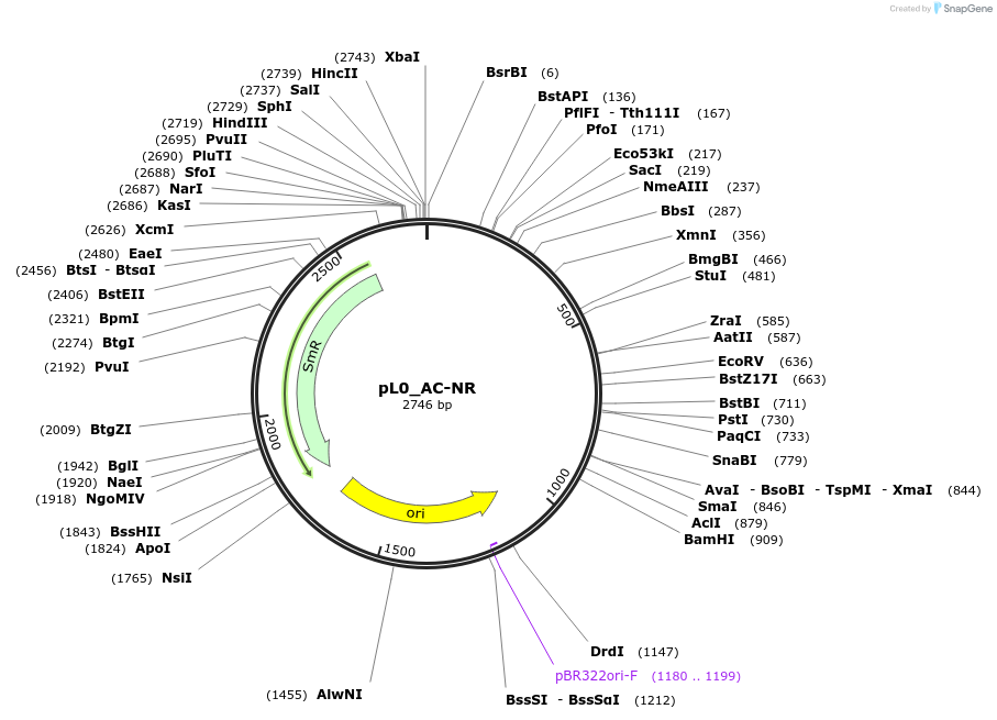 202123-plasmid-map-sequence-id-405539