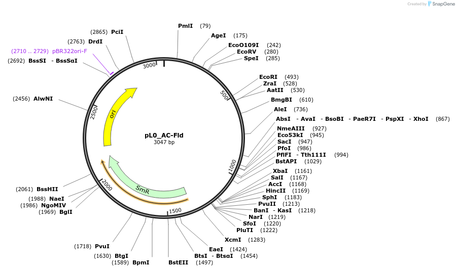 202125-plasmid-map-sequence-id-405541