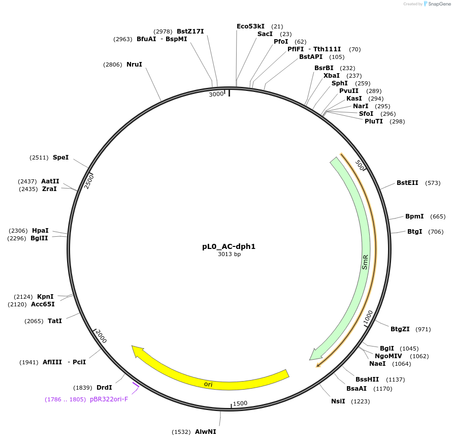 202126-plasmid-map-sequence-id-405542