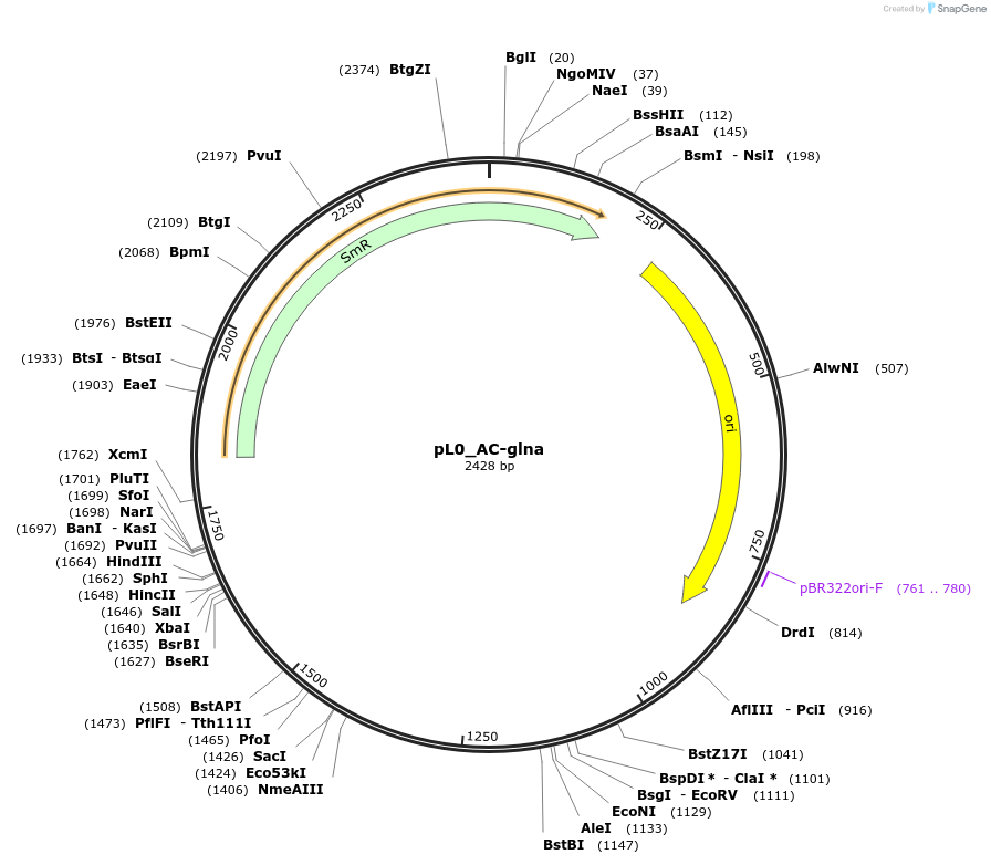 202127-plasmid-map-sequence-id-405543