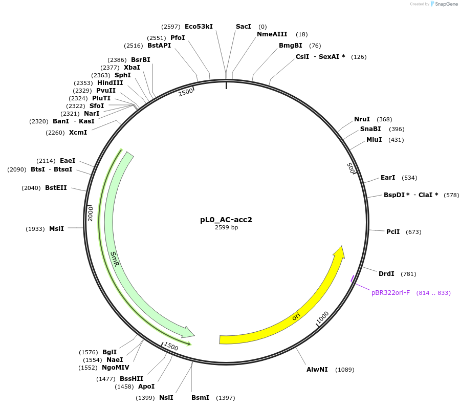 202128-plasmid-map-sequence-id-405563