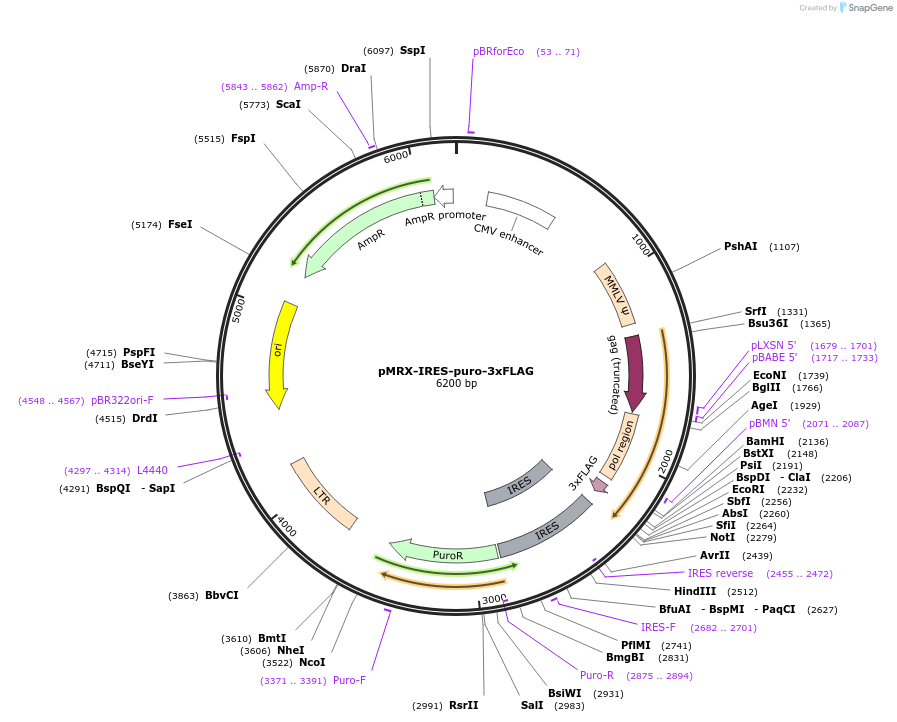204545-plasmid-map-sequence-id-405564