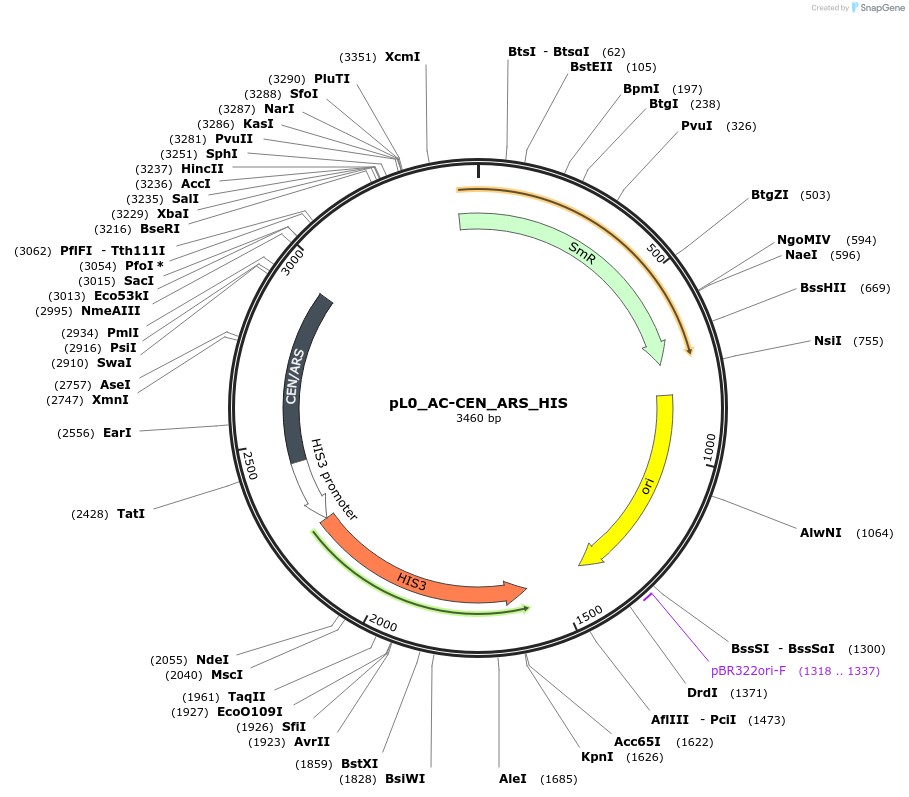 202129-plasmid-map-sequence-id-405565