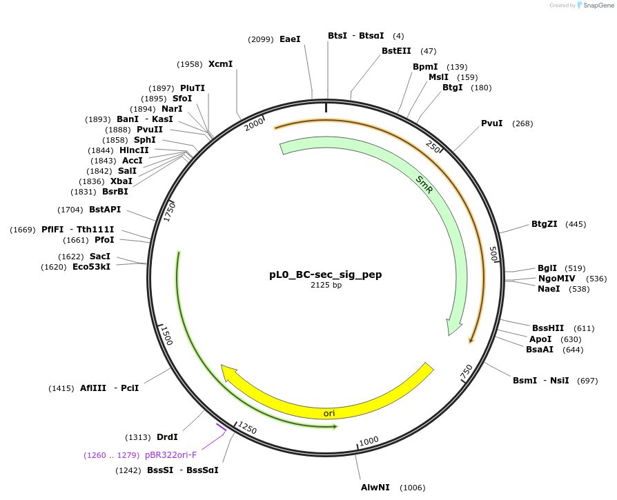 202133-plasmid-map-sequence-id-405572