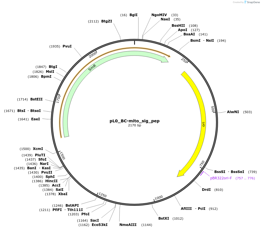 202134-plasmid-map-sequence-id-405573