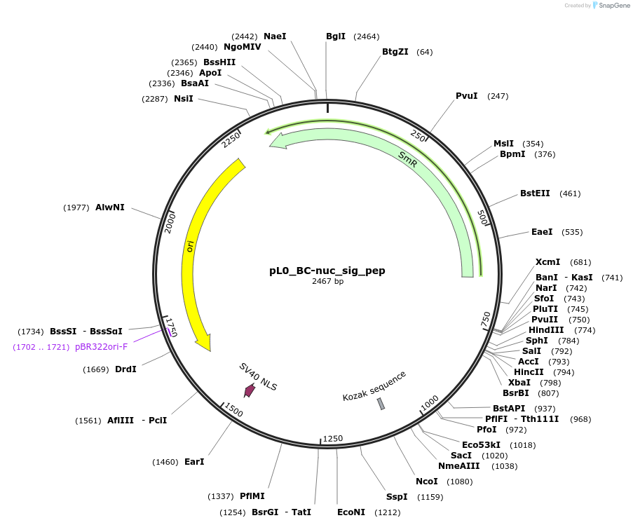 202135-plasmid-map-sequence-id-405574