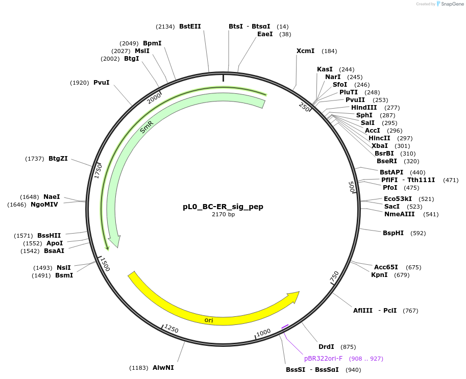 202136-plasmid-map-sequence-id-405583
