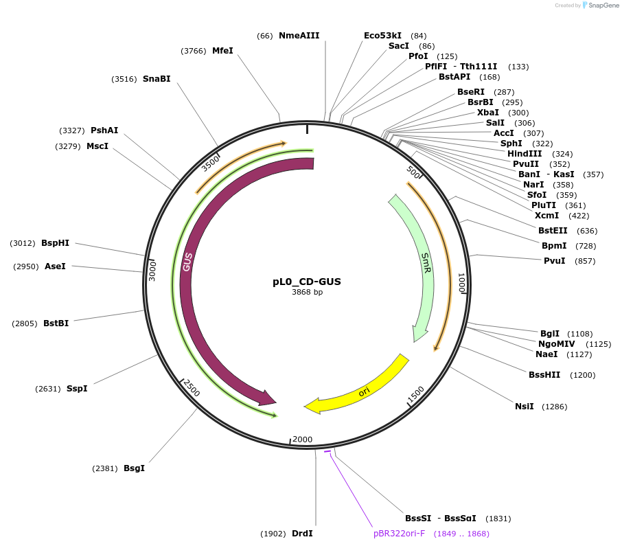 202137-plasmid-map-sequence-id-405585