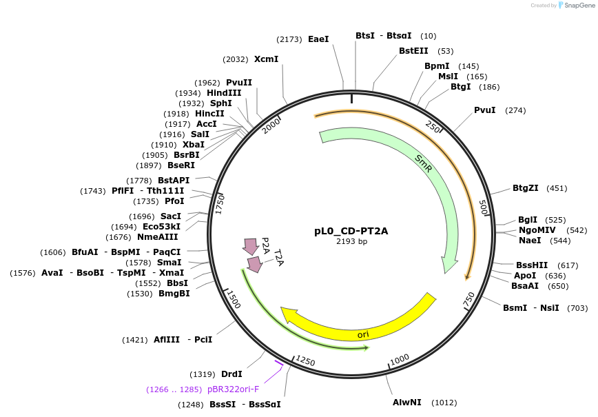 202138-plasmid-map-sequence-id-405586