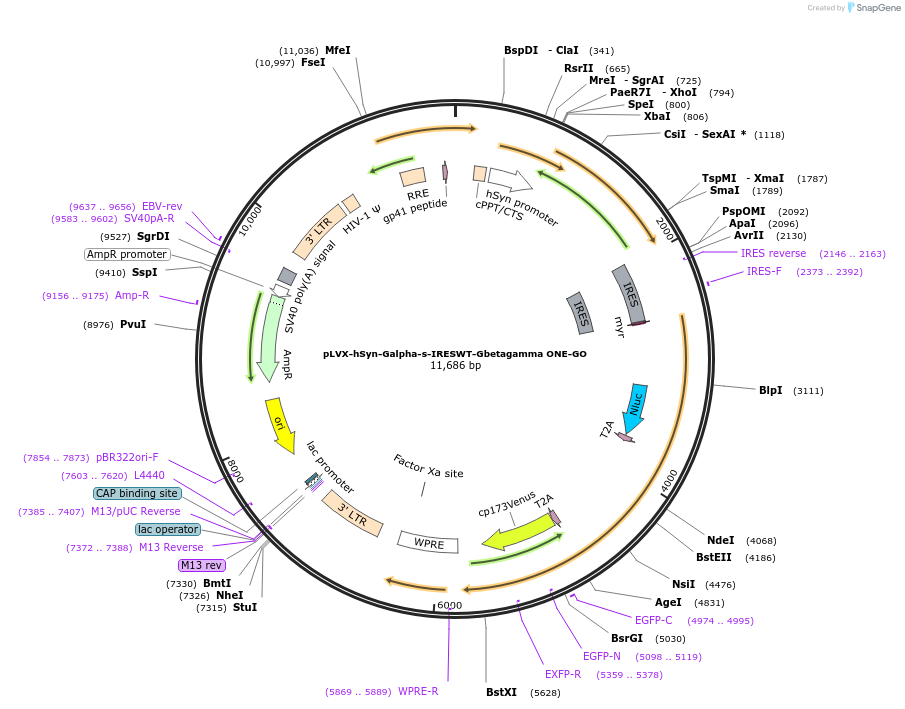 204342-plasmid-map-sequence-id-405587