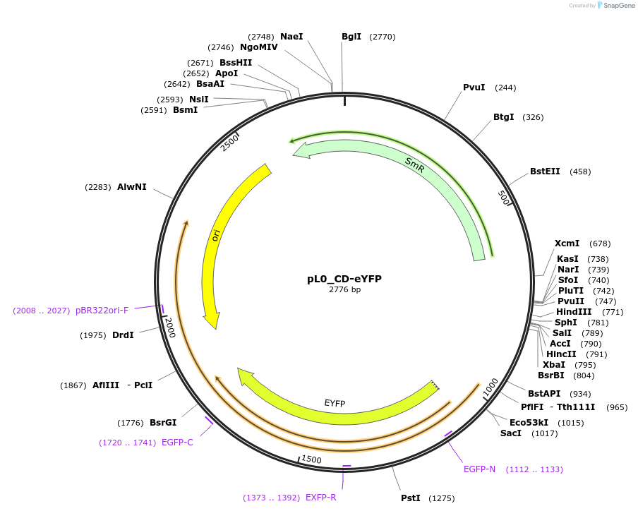 202139-plasmid-map-sequence-id-405588