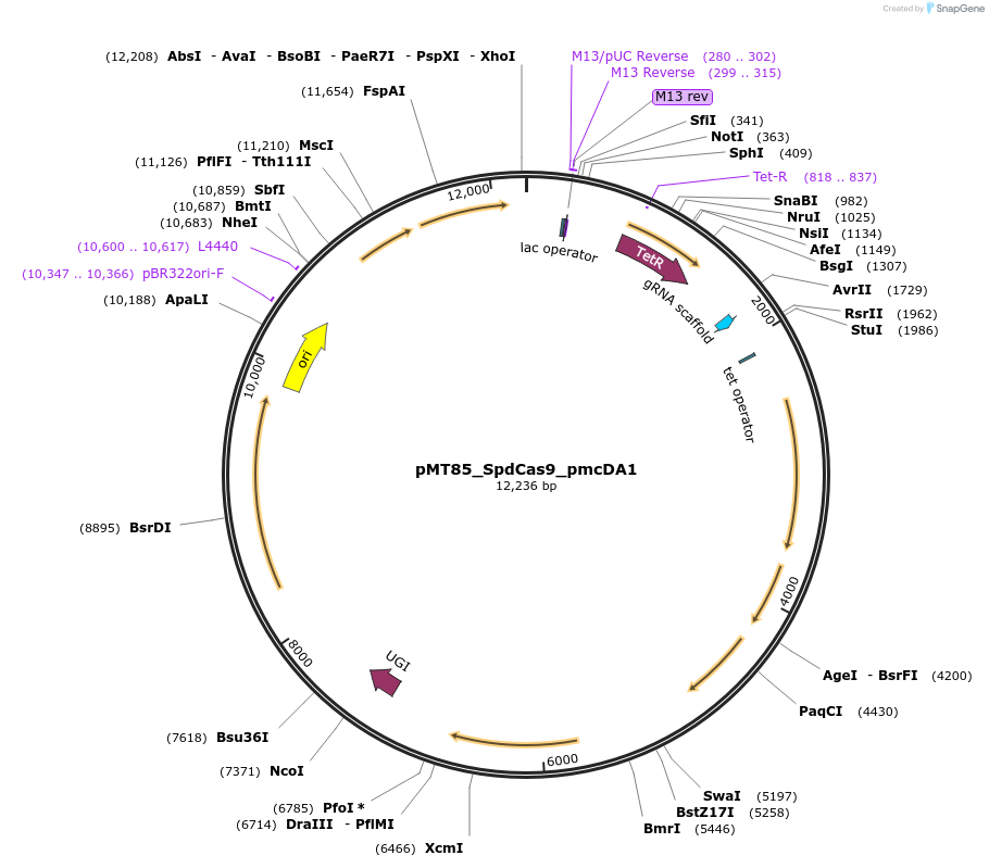 204614-plasmid-map-sequence-id-405592