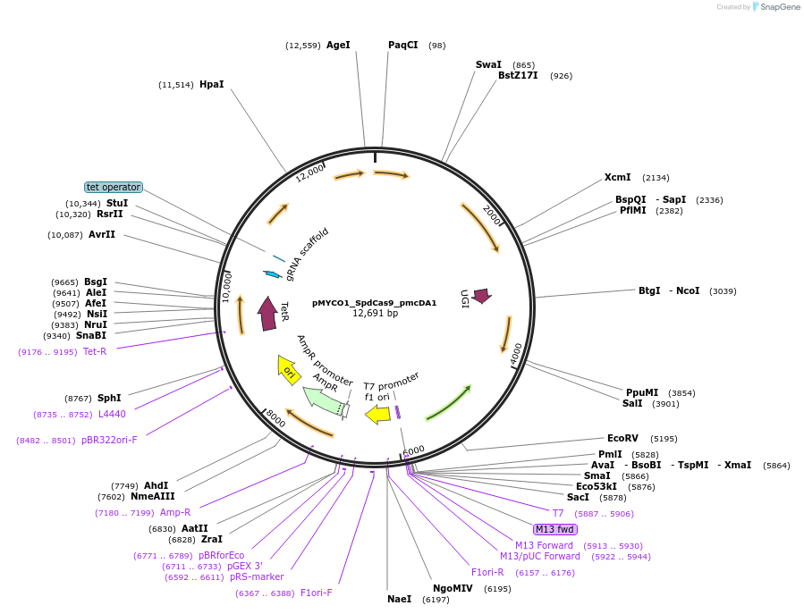 204615-plasmid-map-sequence-id-405593