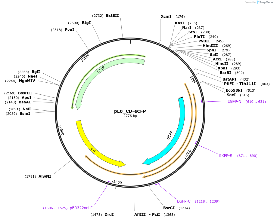 202142-plasmid-map-sequence-id-405595