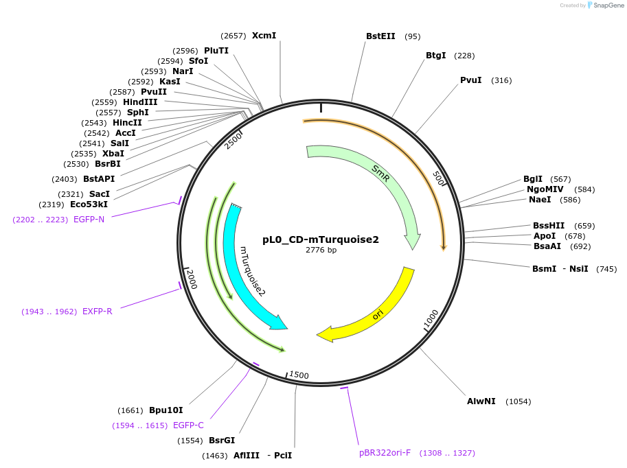 202146-plasmid-map-sequence-id-405600