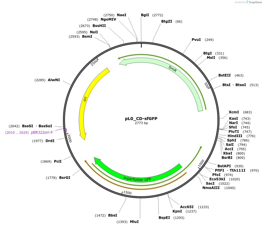 202147-plasmid-map-sequence-id-405601