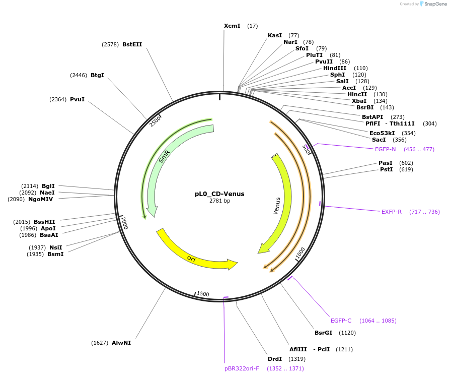 202148-plasmid-map-sequence-id-405610