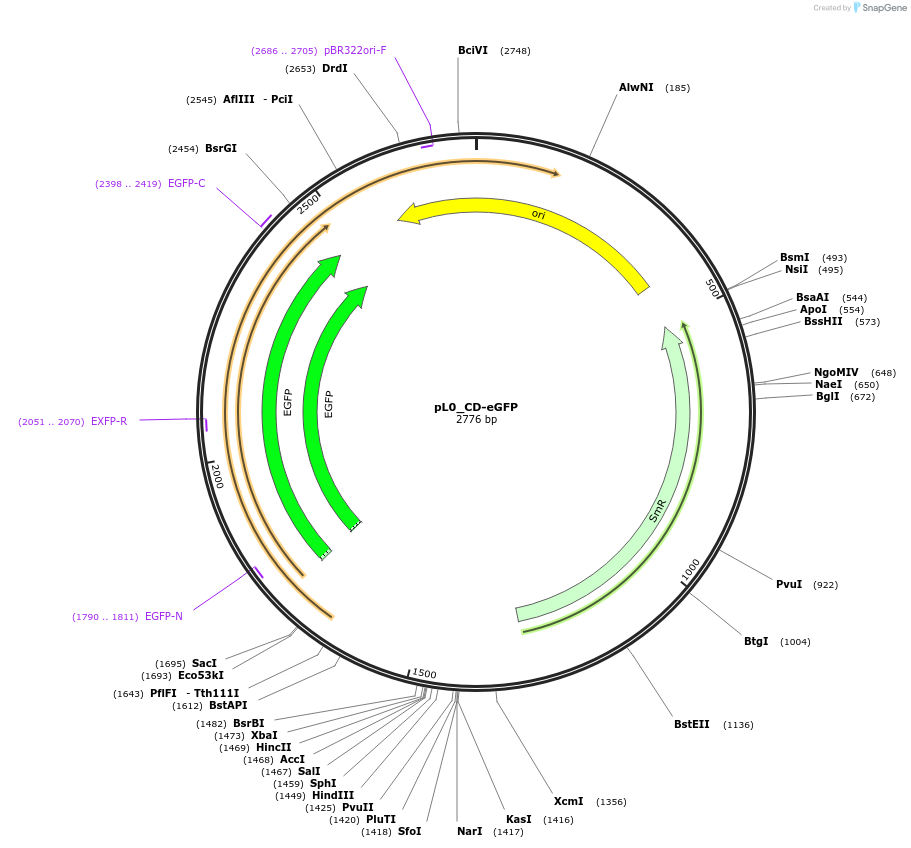 202149-plasmid-map-sequence-id-405611