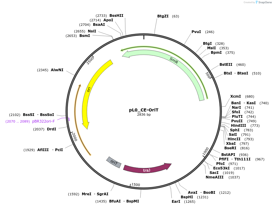 202150-plasmid-map-sequence-id-405613
