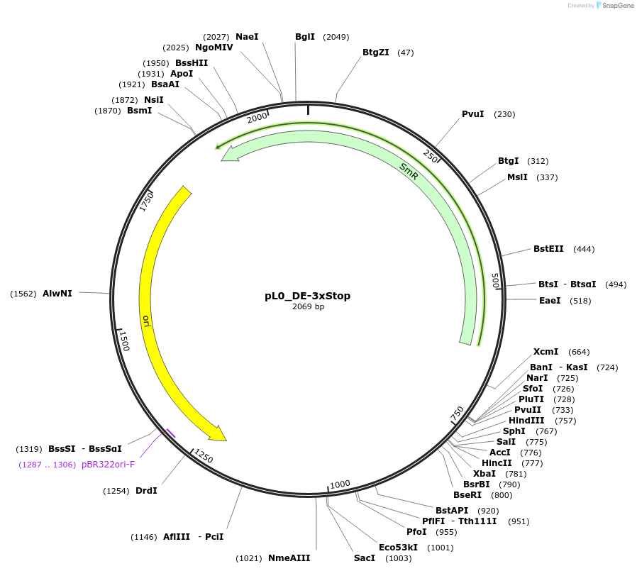 202151-plasmid-map-sequence-id-405614